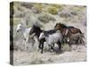 Group of Wild Horses, Cantering Across Sagebrush-Steppe, Adobe Town, Wyoming-Carol Walker-Stretched Canvas