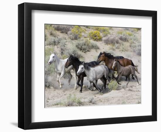 Group of Wild Horses, Cantering Across Sagebrush-Steppe, Adobe Town, Wyoming-Carol Walker-Framed Premium Photographic Print