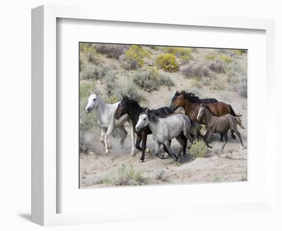 Group of Wild Horses, Cantering Across Sagebrush-Steppe, Adobe Town, Wyoming-Carol Walker-Framed Premium Photographic Print