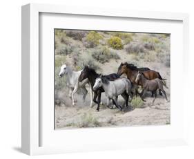 Group of Wild Horses, Cantering Across Sagebrush-Steppe, Adobe Town, Wyoming-Carol Walker-Framed Premium Photographic Print