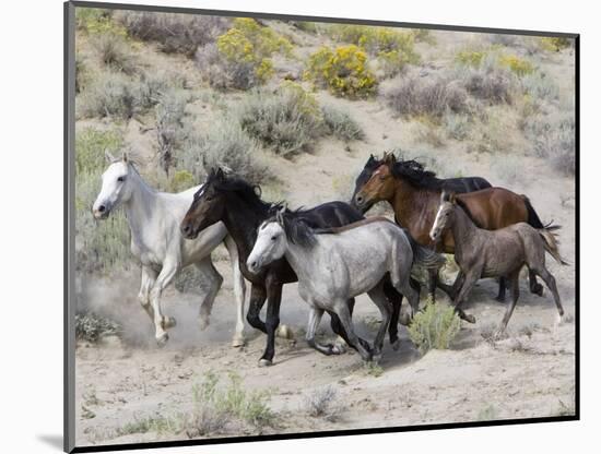 Group of Wild Horses, Cantering Across Sagebrush-Steppe, Adobe Town, Wyoming-Carol Walker-Mounted Premium Photographic Print