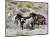Group of Wild Horses, Cantering Across Sagebrush-Steppe, Adobe Town, Wyoming-Carol Walker-Mounted Premium Photographic Print