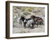 Group of Wild Horses, Cantering Across Sagebrush-Steppe, Adobe Town, Wyoming-Carol Walker-Framed Premium Photographic Print