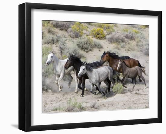 Group of Wild Horses, Cantering Across Sagebrush-Steppe, Adobe Town, Wyoming-Carol Walker-Framed Premium Photographic Print