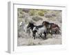 Group of Wild Horses, Cantering Across Sagebrush-Steppe, Adobe Town, Wyoming-Carol Walker-Framed Premium Photographic Print