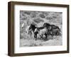 Group of Wild Horses, Cantering Across Sagebrush-Steppe, Adobe Town, Wyoming-Carol Walker-Framed Premium Photographic Print