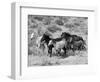 Group of Wild Horses, Cantering Across Sagebrush-Steppe, Adobe Town, Wyoming-Carol Walker-Framed Premium Photographic Print