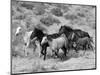 Group of Wild Horses, Cantering Across Sagebrush-Steppe, Adobe Town, Wyoming-Carol Walker-Mounted Premium Photographic Print