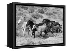 Group of Wild Horses, Cantering Across Sagebrush-Steppe, Adobe Town, Wyoming-Carol Walker-Framed Stretched Canvas