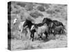 Group of Wild Horses, Cantering Across Sagebrush-Steppe, Adobe Town, Wyoming-Carol Walker-Stretched Canvas