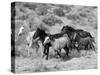 Group of Wild Horses, Cantering Across Sagebrush-Steppe, Adobe Town, Wyoming-Carol Walker-Stretched Canvas