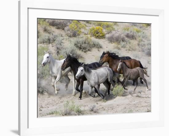 Group of Wild Horses, Cantering Across Sagebrush-Steppe, Adobe Town, Wyoming-Carol Walker-Framed Photographic Print