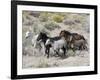 Group of Wild Horses, Cantering Across Sagebrush-Steppe, Adobe Town, Wyoming-Carol Walker-Framed Photographic Print