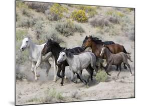 Group of Wild Horses, Cantering Across Sagebrush-Steppe, Adobe Town, Wyoming-Carol Walker-Mounted Photographic Print