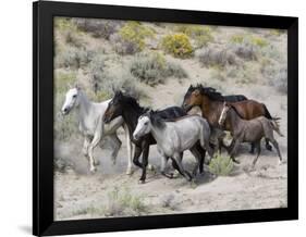 Group of Wild Horses, Cantering Across Sagebrush-Steppe, Adobe Town, Wyoming-Carol Walker-Framed Photographic Print