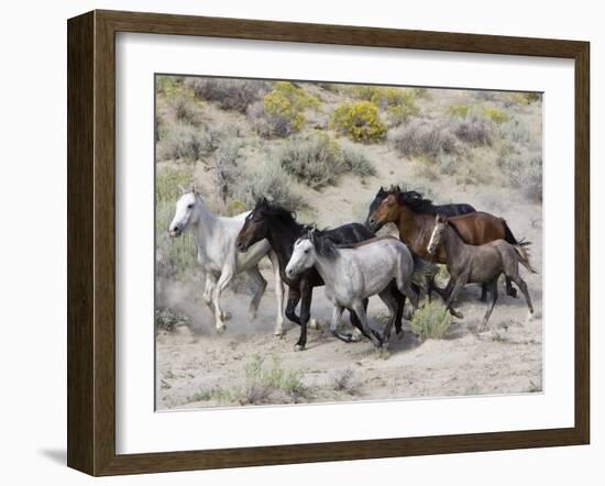 Group of Wild Horses, Cantering Across Sagebrush-Steppe, Adobe Town, Wyoming-Carol Walker-Framed Photographic Print