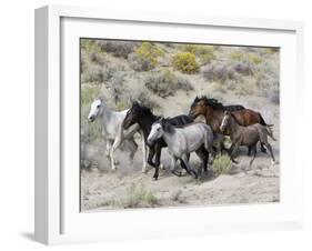 Group of Wild Horses, Cantering Across Sagebrush-Steppe, Adobe Town, Wyoming-Carol Walker-Framed Photographic Print