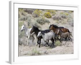 Group of Wild Horses, Cantering Across Sagebrush-Steppe, Adobe Town, Wyoming-Carol Walker-Framed Photographic Print