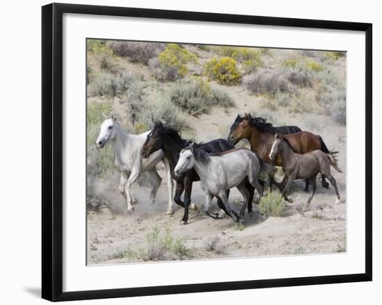 Group of Wild Horses, Cantering Across Sagebrush-Steppe, Adobe Town, Wyoming-Carol Walker-Framed Photographic Print