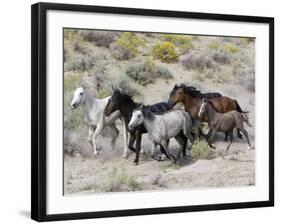 Group of Wild Horses, Cantering Across Sagebrush-Steppe, Adobe Town, Wyoming-Carol Walker-Framed Photographic Print