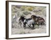 Group of Wild Horses, Cantering Across Sagebrush-Steppe, Adobe Town, Wyoming-Carol Walker-Framed Photographic Print