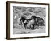 Group of Wild Horses, Cantering Across Sagebrush-Steppe, Adobe Town, Wyoming-Carol Walker-Framed Photographic Print