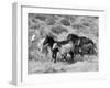 Group of Wild Horses, Cantering Across Sagebrush-Steppe, Adobe Town, Wyoming-Carol Walker-Framed Photographic Print