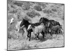 Group of Wild Horses, Cantering Across Sagebrush-Steppe, Adobe Town, Wyoming-Carol Walker-Mounted Photographic Print