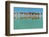 Group of Willets Reflection on the Beach Florida's Wildlife-Kris Wiktor-Framed Photographic Print