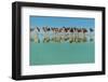 Group of Willets Reflection on the Beach Florida's Wildlife-Kris Wiktor-Framed Photographic Print