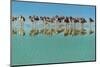 Group of Willets Reflection on the Beach Florida's Wildlife-Kris Wiktor-Mounted Photographic Print