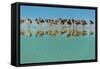 Group of Willets Reflection on the Beach Florida's Wildlife-Kris Wiktor-Framed Stretched Canvas