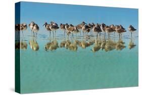 Group of Willets Reflection on the Beach Florida's Wildlife-Kris Wiktor-Stretched Canvas