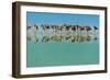 Group of Willets Reflection on the Beach Florida's Wildlife-Kris Wiktor-Framed Photographic Print