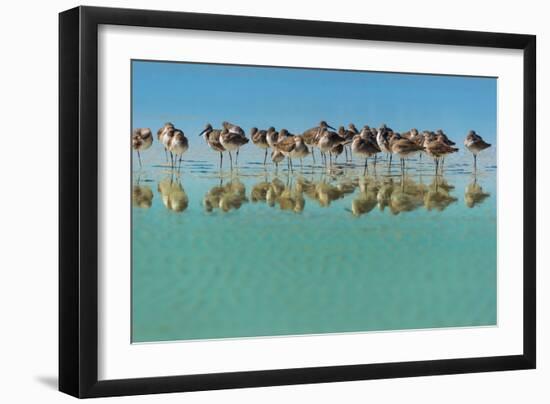 Group of Willets Reflection on the Beach Florida's Wildlife-Kris Wiktor-Framed Photographic Print