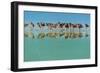 Group of Willets Reflection on the Beach Florida's Wildlife-Kris Wiktor-Framed Photographic Print