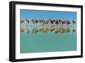 Group of Willets Reflection on the Beach Florida's Wildlife-Kris Wiktor-Framed Photographic Print