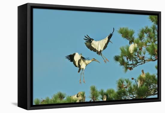 Group of Wood Storks-Gary Carter-Framed Stretched Canvas