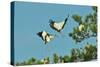 Group of Wood Storks-Gary Carter-Stretched Canvas