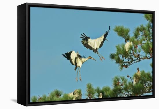 Group of Wood Storks-Gary Carter-Framed Stretched Canvas