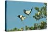 Group of Wood Storks-Gary Carter-Stretched Canvas