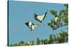 Group of Wood Storks-Gary Carter-Stretched Canvas