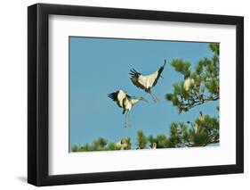 Group of Wood Storks-Gary Carter-Framed Premium Photographic Print