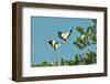 Group of Wood Storks-Gary Carter-Framed Photographic Print