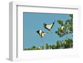 Group of Wood Storks-Gary Carter-Framed Photographic Print