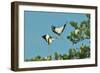 Group of Wood Storks-Gary Carter-Framed Photographic Print