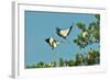 Group of Wood Storks-Gary Carter-Framed Photographic Print