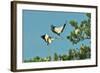 Group of Wood Storks-Gary Carter-Framed Photographic Print