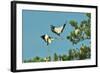 Group of Wood Storks-Gary Carter-Framed Photographic Print