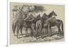 Group of Yearlings at Mr Blenkiron's Sale, Middle Park, Eltham, Kent-Samuel John Carter-Framed Giclee Print